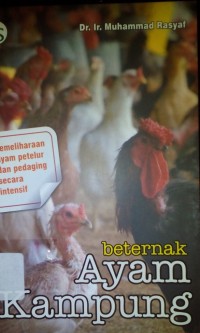 Beternak ayam kampung